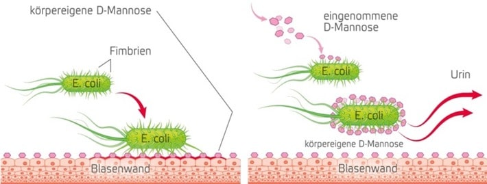 Blasenentzündung Nach Antibiotika Immer Noch Brennen waschen-wie-walter.de